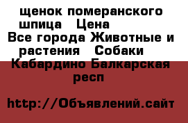 щенок померанского шпица › Цена ­ 45 000 - Все города Животные и растения » Собаки   . Кабардино-Балкарская респ.